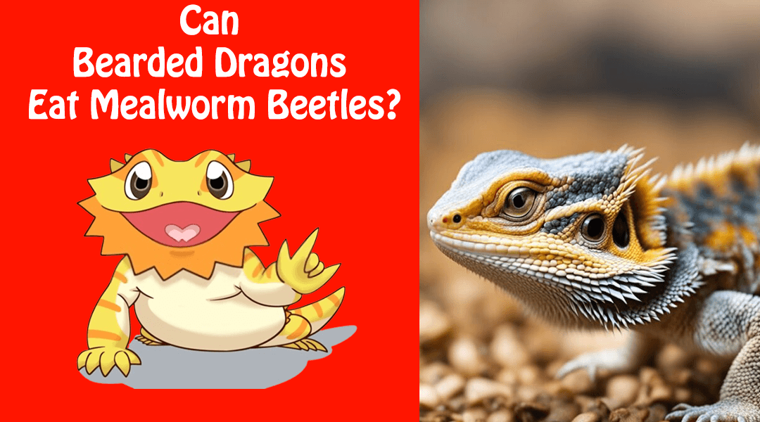 Can Bearded Dragons Eat Mealworm Beetles?