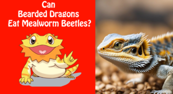 Can Bearded Dragons Eat Mealworm Beetles?