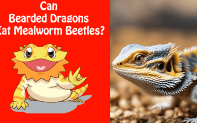 Can Bearded Dragons Eat Mealworm Beetles?