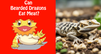 Can Bearded Dragons Eat Meat?