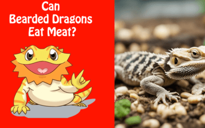 Can Bearded Dragons Eat Meat?