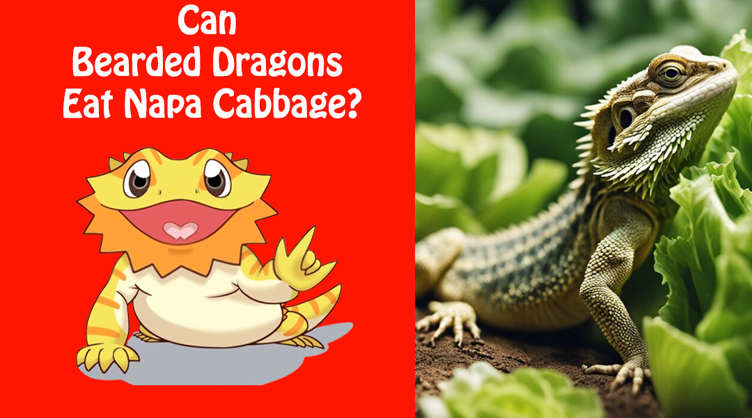 Can Bearded Dragons Eat Napa Cabbage?