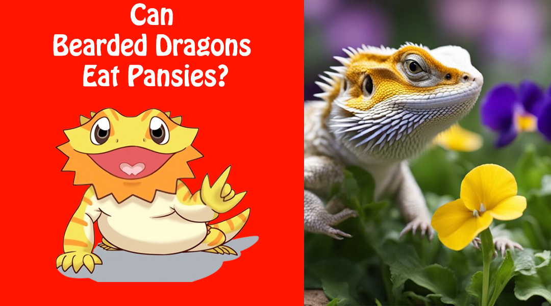 Can Bearded Dragons Eat Pansies