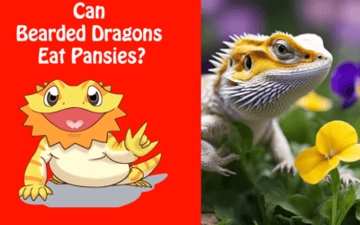 Can Bearded Dragons Eat Pansies?