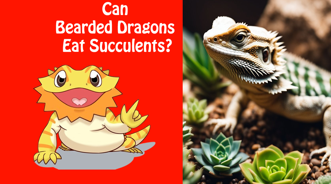 Can Bearded Dragons Eat Succulents?