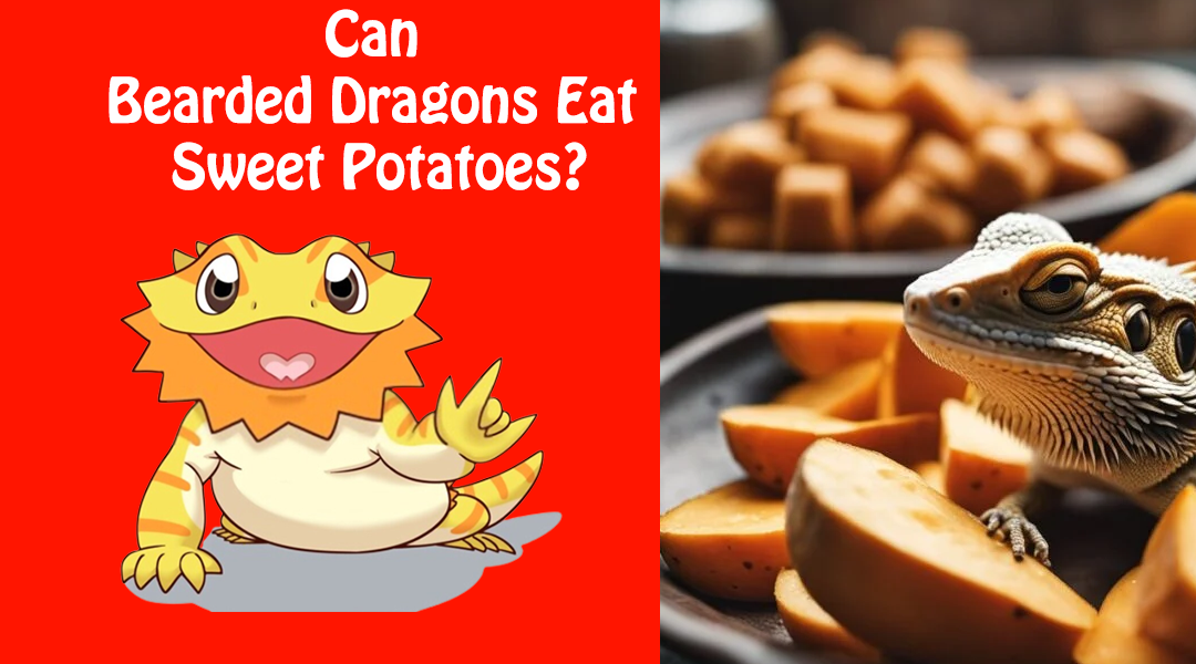 Can Bearded Dragons Eat Sweet Potatoes?