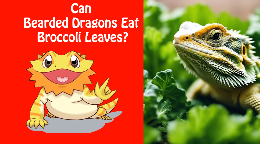 Can Bearded Dragons Eat Broccoli Leaves?