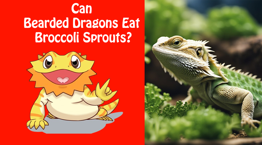 Can Bearded Dragons Eat Broccoli Sprouts?