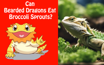 Can Bearded Dragons Eat Broccoli Sprouts?