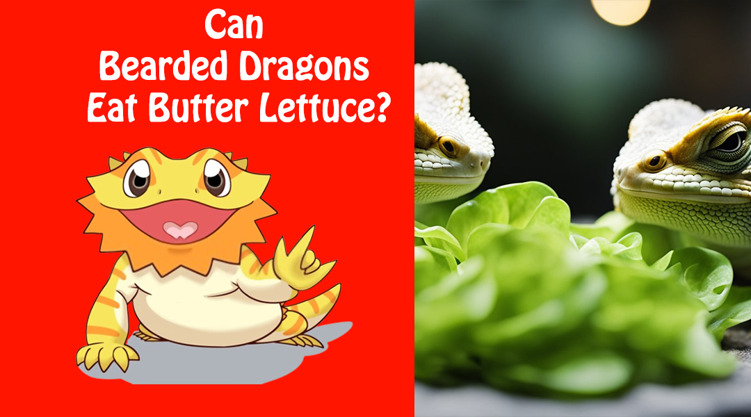 Can Bearded Dragons Eat Butter Lettuce?