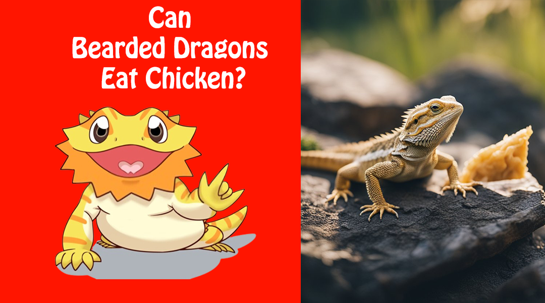 Can Bearded Dragons Eat Chicken?