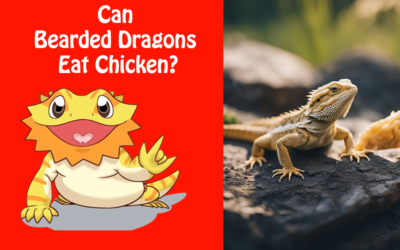 Can Bearded Dragons Eat Chicken?