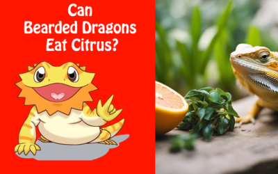 Can Bearded Dragons Eat Citrus?