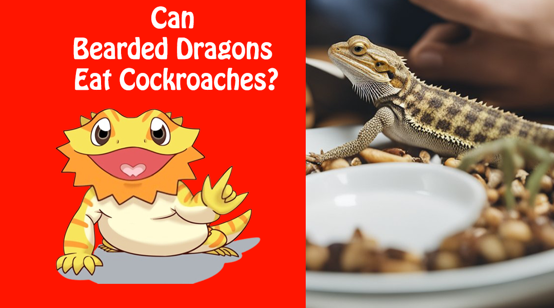 Can Bearded Dragons Eat Cockroaches