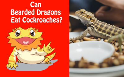 Can Bearded Dragons Eat Cockroaches?