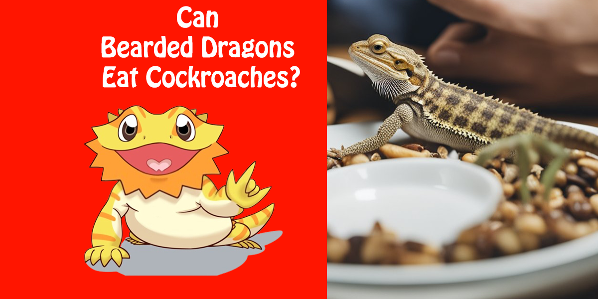 Can Bearded Dragons Eat Cockroaches? | Comprehensive Guide