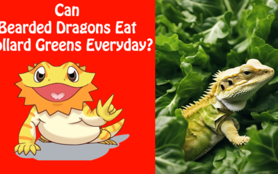Can Bearded Dragons Eat Collard Greens Everyday?
