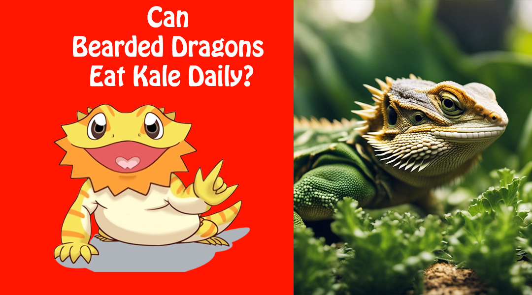 Can Bearded Dragons Eat Kale Daily?