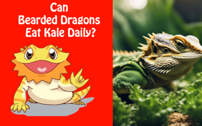Can Bearded Dragons Eat Kale Daily?