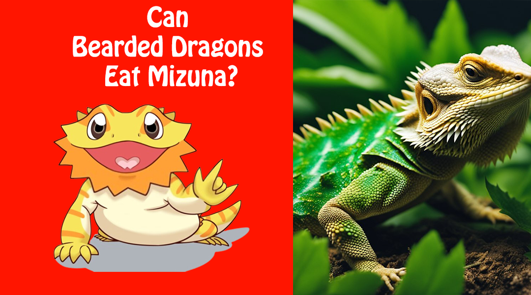 Can Bearded Dragons Eat Mizuna?