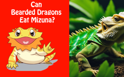 Can Bearded Dragons Eat Mizuna?