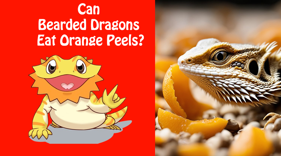 Can Bearded Dragons Eat Orange Peels?