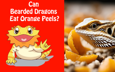 Can Bearded Dragons Eat Orange Peels?