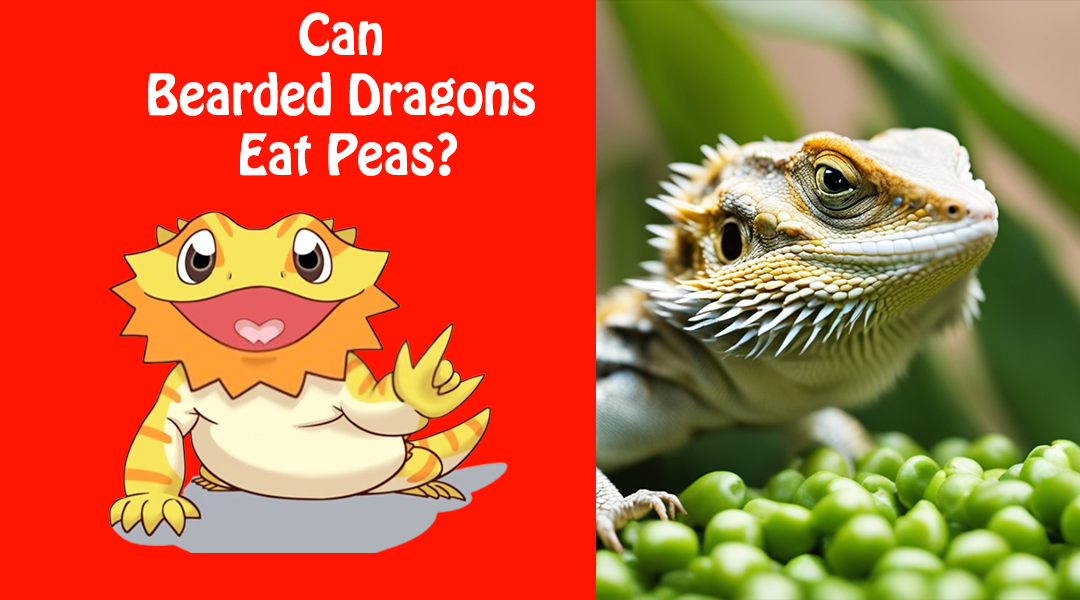 Can Bearded Dragons Eat Peas?
