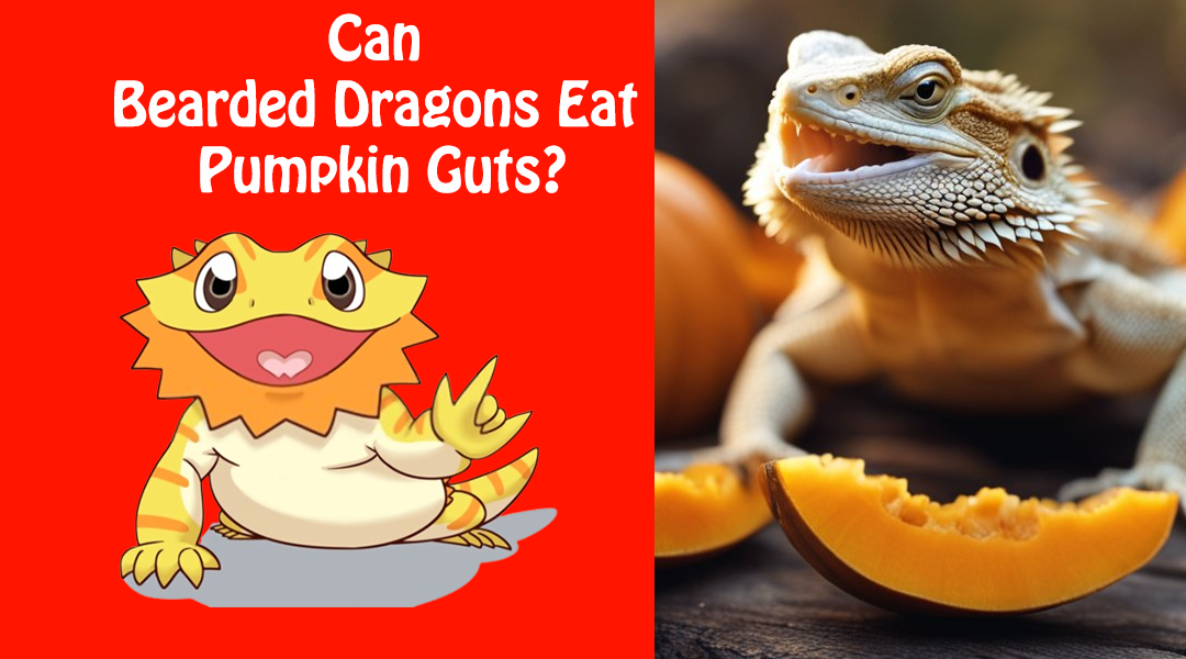 Can Bearded Dragons Eat Pumpkin Guts?