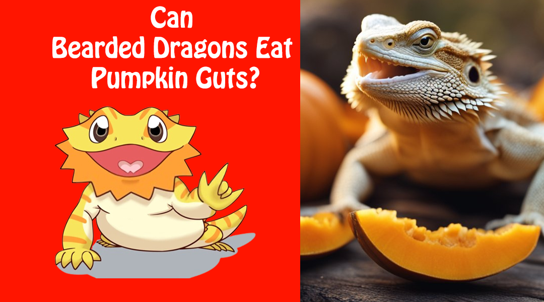 Can Bearded Dragons Eat Pumpkin Guts