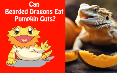 Can Bearded Dragons Eat Pumpkin Guts?
