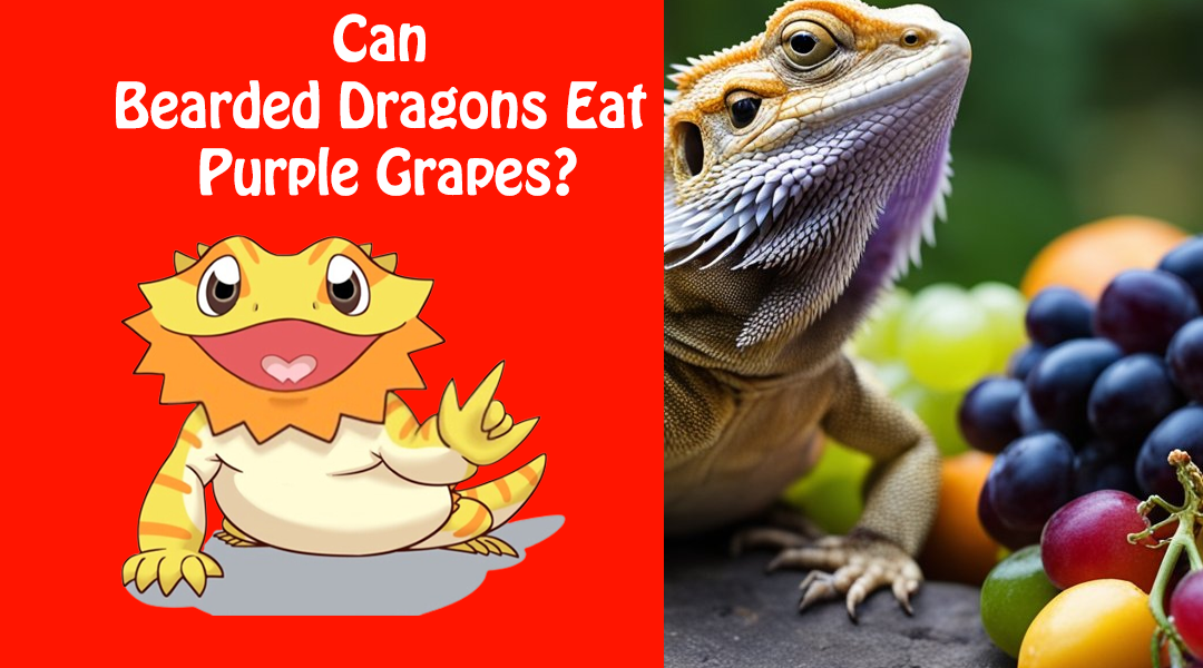Can Bearded Dragons Eat Purple Grapes?