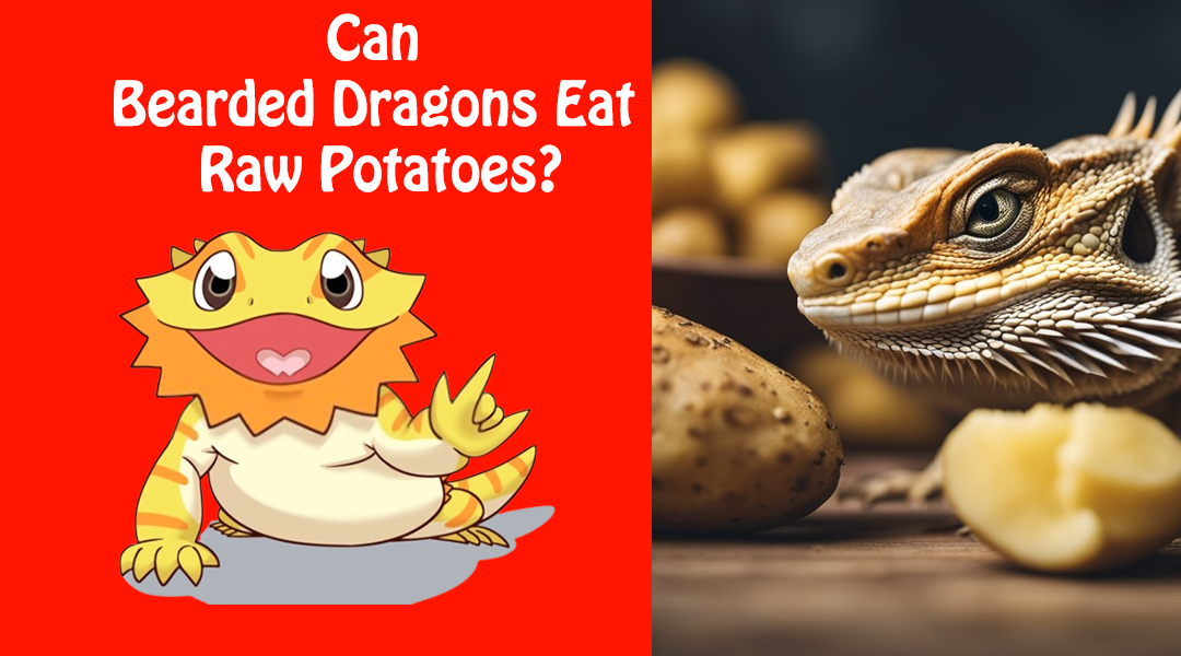 Can Bearded Dragons Eat Raw Potatoes?