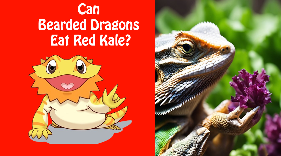Can Bearded Dragons Eat Red Kale