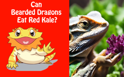 Can Bearded Dragons Eat Red Kale?