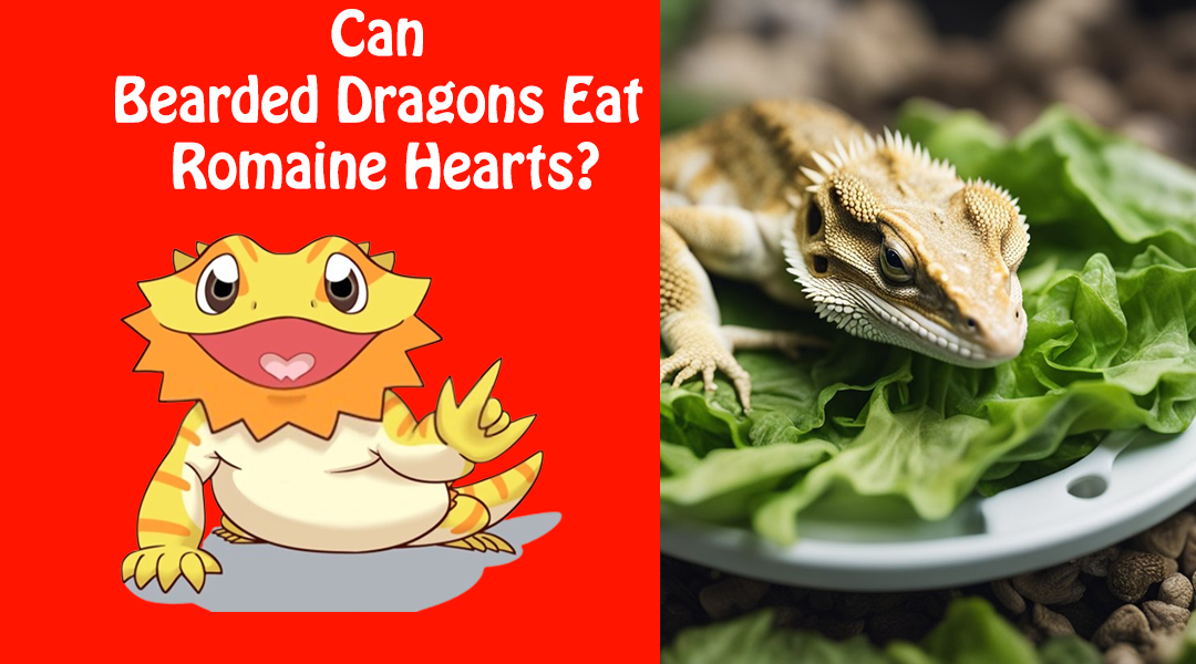 Can Bearded Dragons Eat Romaine Hearts?