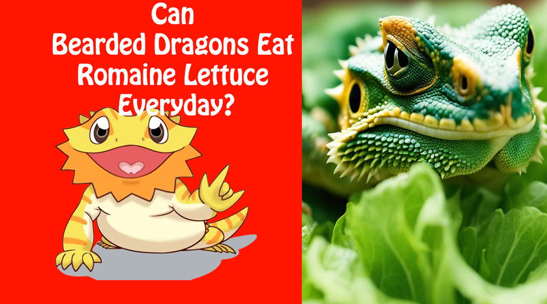 Can Bearded Dragons Eat Romaine Lettuce Everyday?
