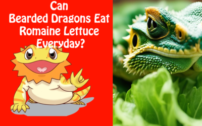 Can Bearded Dragons Eat Romaine Lettuce Everyday?