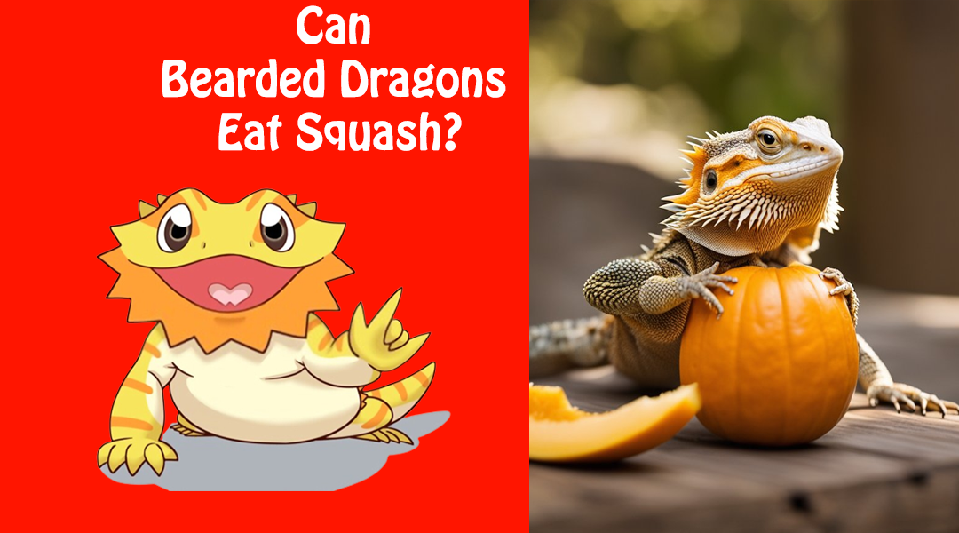 Can Bearded Dragons Eat Squash?