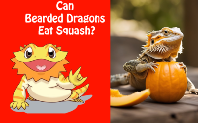 Can Bearded Dragons Eat Squash?