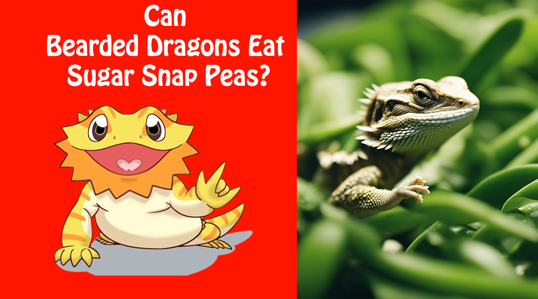 Can Bearded Dragons Eat Sugar Snap Peas?