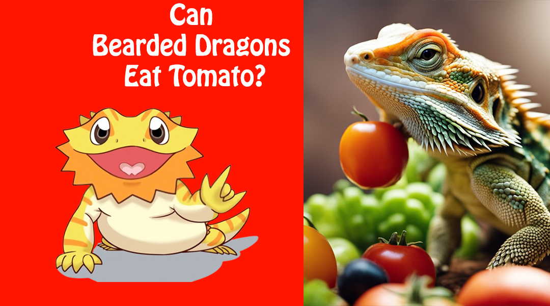 Can Bearded Dragons Eat Tomato?