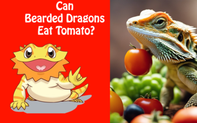 Can Bearded Dragons Eat Tomato?