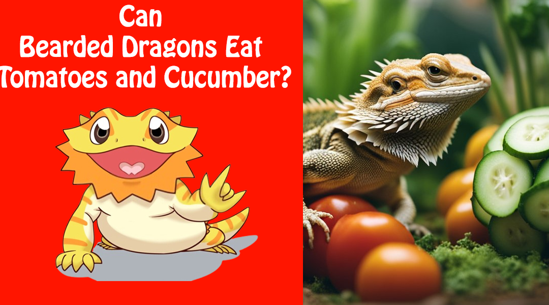 Can Bearded Dragons Eat Tomatoes and Cucumber?