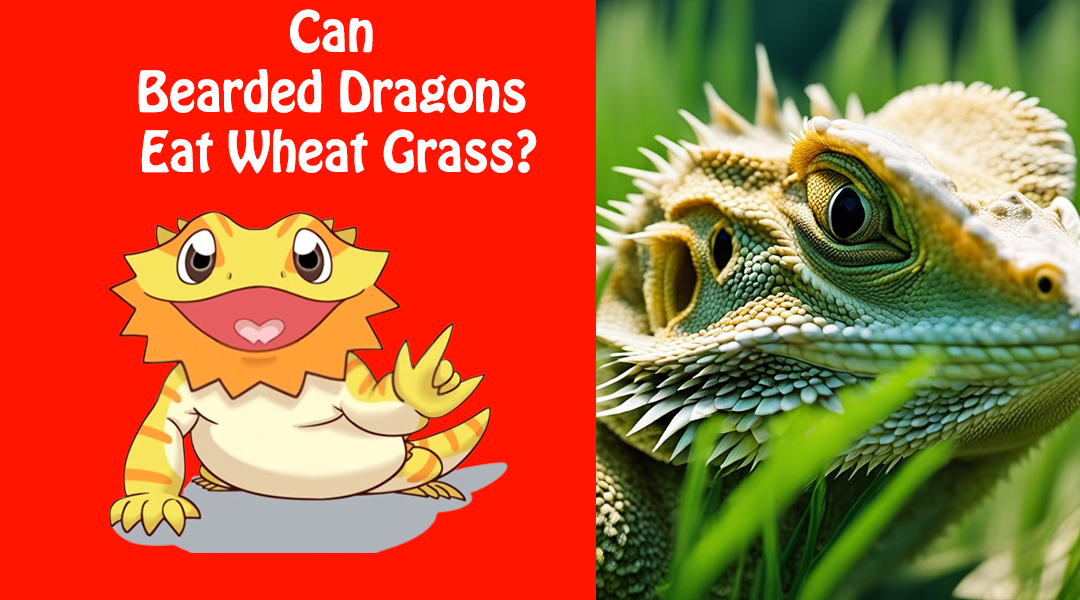 Can Bearded Dragons Eat Wheat Grass?