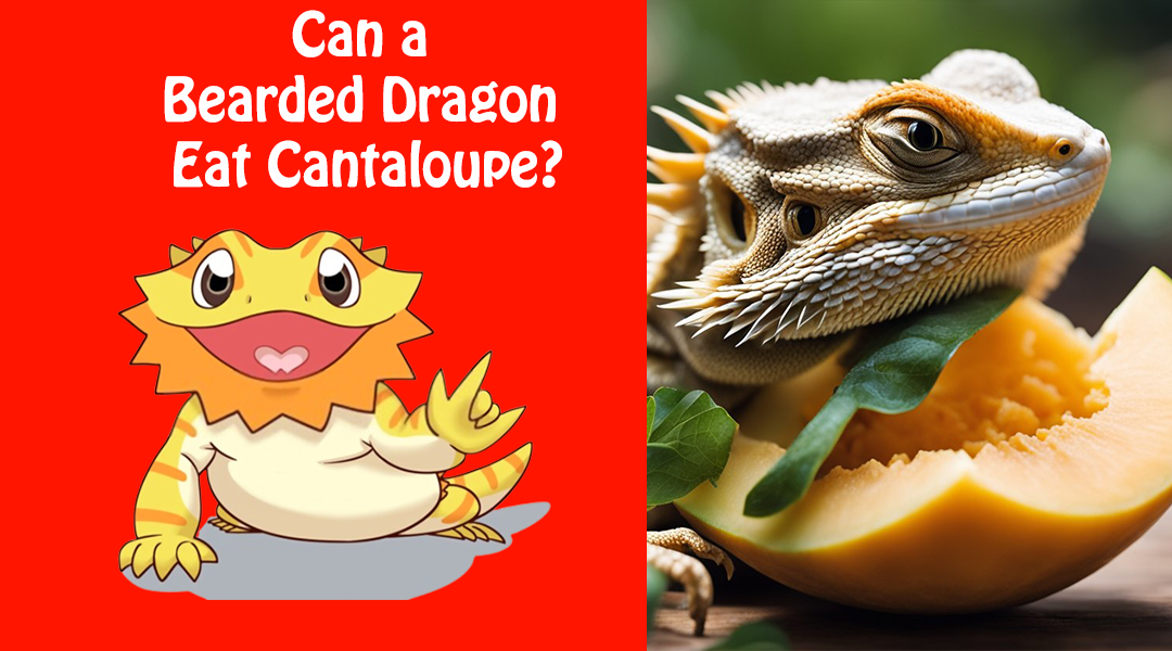 Can a Bearded Dragon Eat Cantaloupe?
