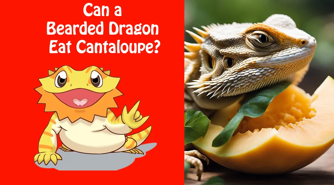 Can a Bearded Dragon Eat Cantaloupe
