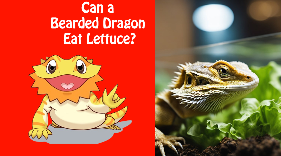 Can a Bearded Dragon Eat Lettuce?