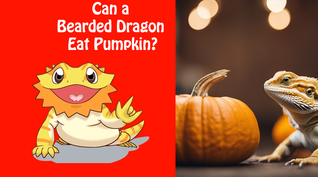 Can a Bearded Dragon Eat Pumpkin?