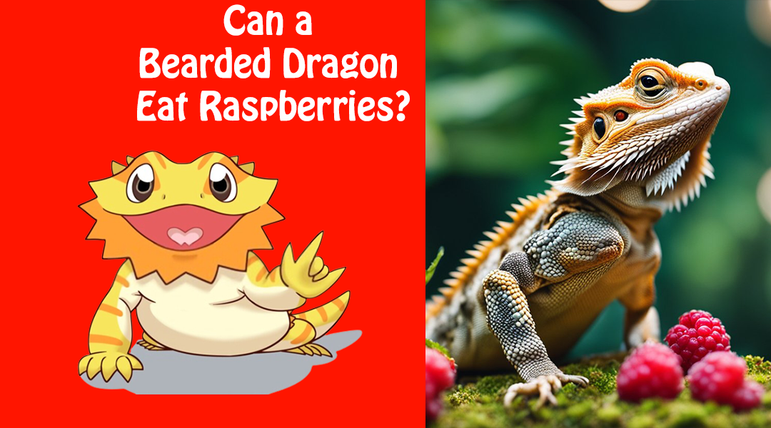 Can a Bearded Dragon Eat Raspberries?